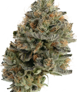 Alternative view of BUY CBX GRAPE GASBY