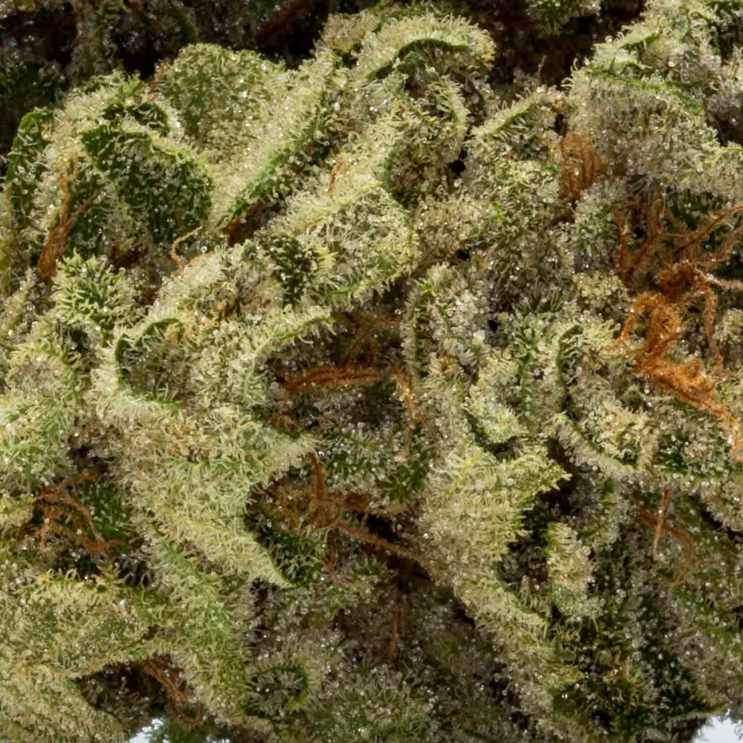 Buy Afghani Kush - Image 2