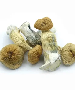 Buy African Transkei Dried Magic Mushrooms Online