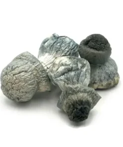 Albino Penis Envy Dried Magic Mushrooms Online