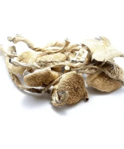 Buy Amazonian Dried Magic Mushrooms Online