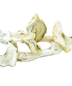 Avery Albino Dried Magic Mushrooms Online