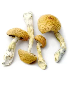 Aztec Dried Magic Mushrooms Online