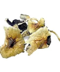 Buy Brazilian Dried Magic Mushrooms Online