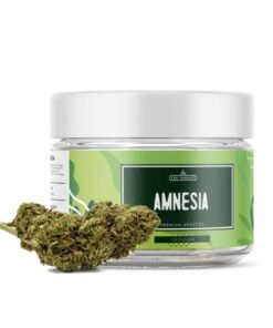 Buy Amnesia Haze Weed