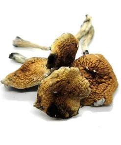 Buy Costa Rican Dried Magic Mushrooms Online