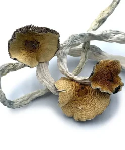 Buy Cuban Dried Magic Mushrooms Online