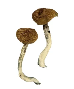 Dancing Tiger Dried Magic Mushrooms Online