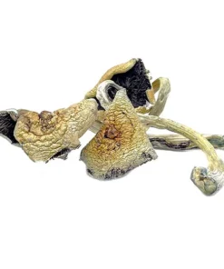Great White- Monster Dried Magic Mushrooms