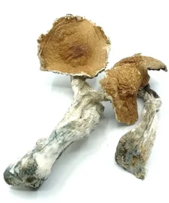 Buy Hawaiian Dried Magic Mushrooms Online