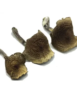 Order Hill Billy Dried Magic Mushrooms Online