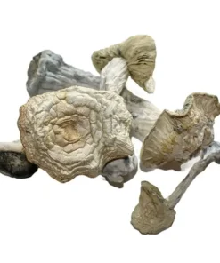 Buy Jedi Mind Fuck Dried Magic Mushrooms Online