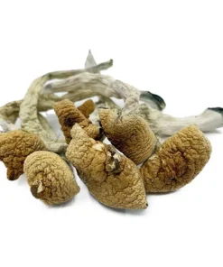 Buy Lizard King Dried Magic Mushrooms Online
