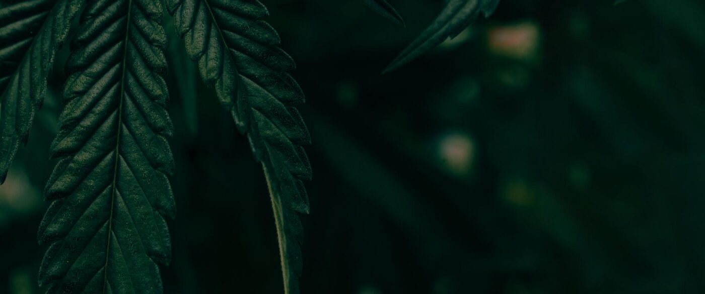 Fired Cannabis Dispensary – Product Selection and Customer Service
