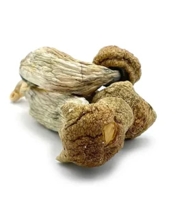 Buy Melmac Dried Magic Mushrooms Online