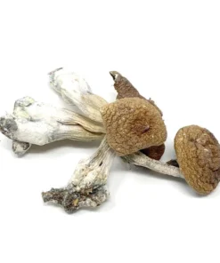 Buy Penis Envy Dried Magic Mushrooms Online