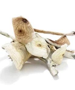Buy Rusty White Dried Magic Mushrooms Online