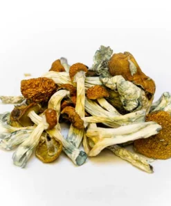 Buy South American Dried Magic Mushrooms Online