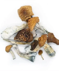 Order Syzygy Dried Magic Mushrooms Online