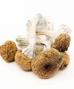Texas Yellow- Cap Dried Magic Mushrooms Online