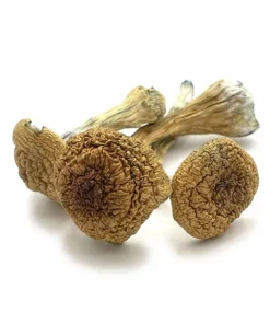 Thai Pink – Buffalo Dried Magic Mushrooms