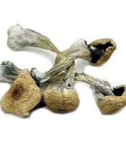 Buy Treasure Coast Dried Magic Mushrooms Online