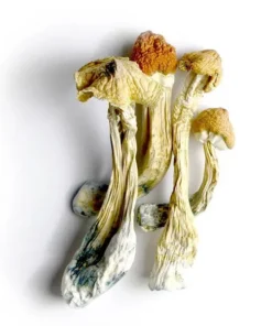 Tri-Colour Ecuadorian Dried Magic Mushrooms Online