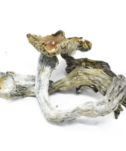 Buy Vietnamese Dried Magic Mushrooms Online