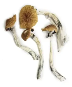 Wavy Caps -Buy Dried Magic Mushrooms Online