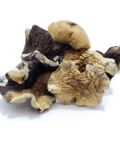 Buy White Burma Dried Magic Mushrooms Online
