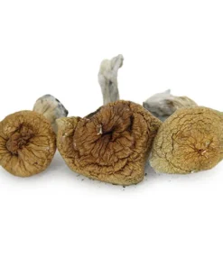 Z-Strain Dried Magic Mushrooms Online