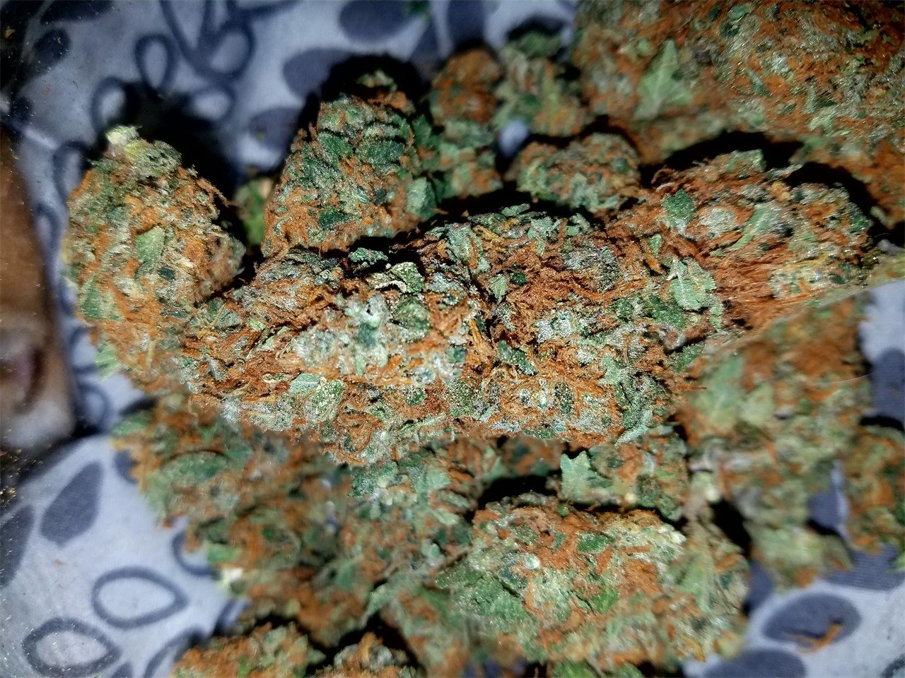 Buy G13 Weed Strain - Image 2