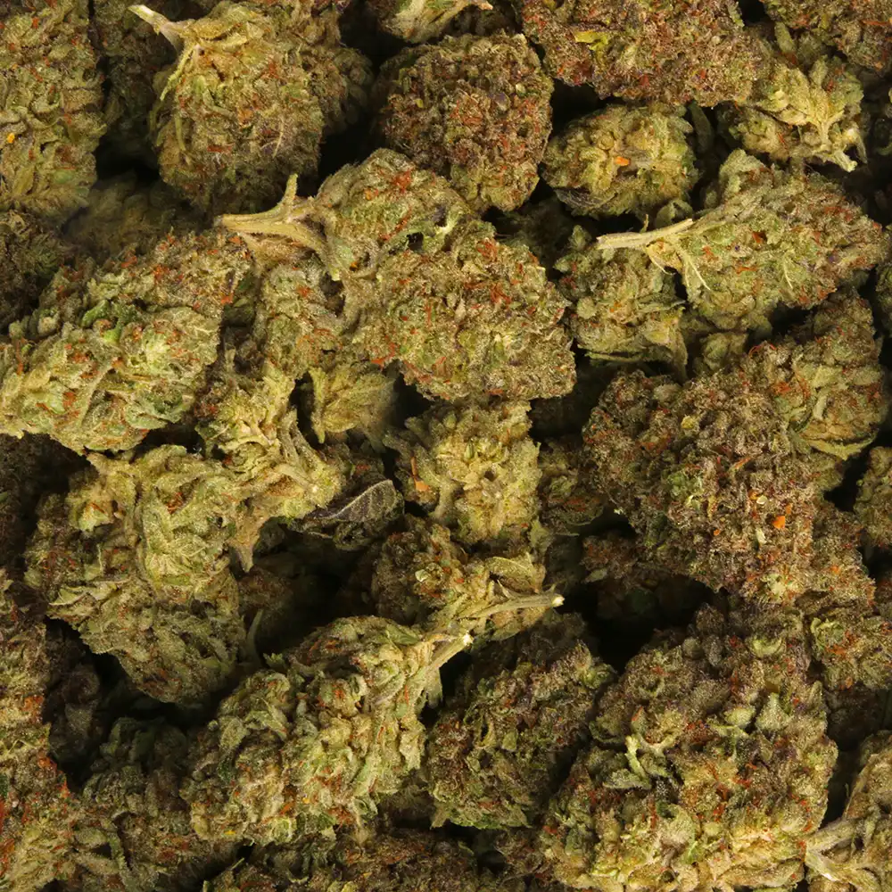 Pink Gushers Weed Strain - Image 3